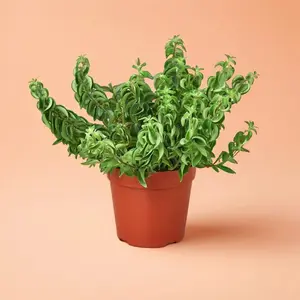 Curly Lipstick Plant - Indoor Live Plant, Curly & Stylish with Lipstick Vines and Trailing Growth, Low Maintenance & Pet Safe Houseplants