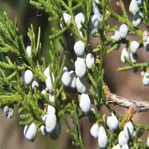 30 Eastern Red cedar Seeds , Juniperus virginiana Seeds , Tree Seeds (Hardy Fragrant Evergreen)
