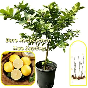 Live broadcast of lemon tree seedlings and potted citrus plants, suitable for gardens, balconies, indoor and outdoor gardens