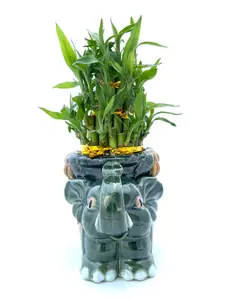 Three Tier Lucky Bamboo Green Elephant Arrangement with FREE Plant Food