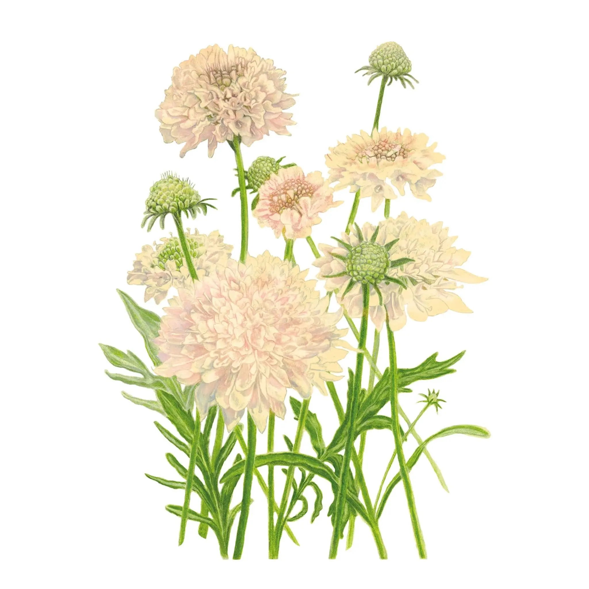 Botanical Interests Fata Morgana Scabiosa Bulk Flower Seeds, Garden Supplies for Home Improvement Flower Planting