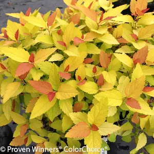Double Play® Candy Corn® Spirea