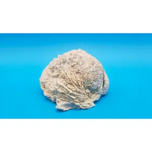 Gulf Chama Lazarus Leafy Jewel Box Clam Shell - 3.75" x 3.25"