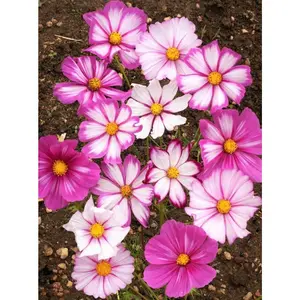 TomorrowSeeds - Pink Candy Stripe Cosmos Seeds -  Red, Rose Pink Striped Flowers Cosmo Seed Sunflower Family Wild Flower Non GMO 2024 Season