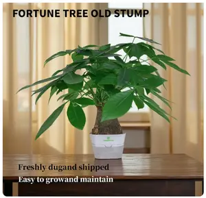 Prosperity Money Tree - Pest-Free Evergreen Plant with Undamaged Stems, High Plasticity Bonsai Suitable, Ideal Gift for Relatives & Beginners (Indoor/Office Use)