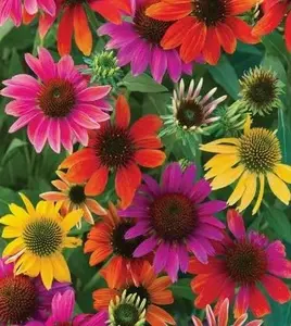 Mixed Coneflower Seeds for Planting (500 Seeds) - Easy to Grow Echinacea Flowers