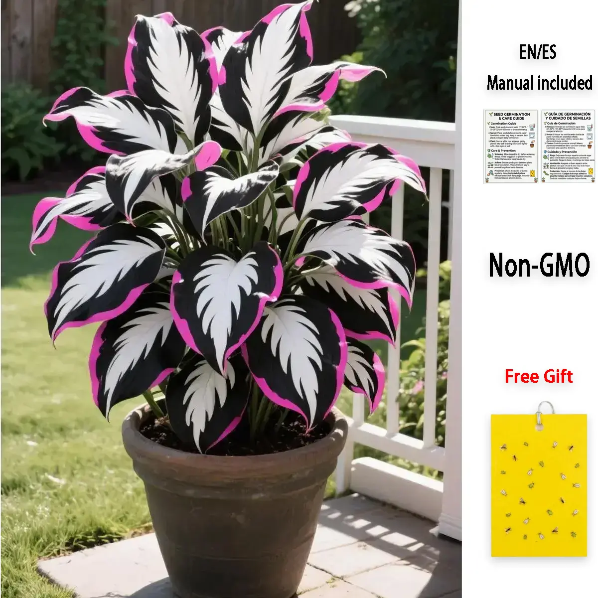 800pcs Premium Hosta Seeds – Reliable Shade-Loving Plants with Oversized Broad Leaves, Non-GMO, Beginner-Friendly, Perfect for Landscaping Borders, Pathways, and Outdoor Decorative Gardens