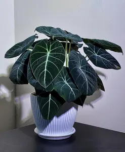 LIVE PLANT 1ft tall - Alocasia reginula Black Velvet Elephant Ear - Tropical