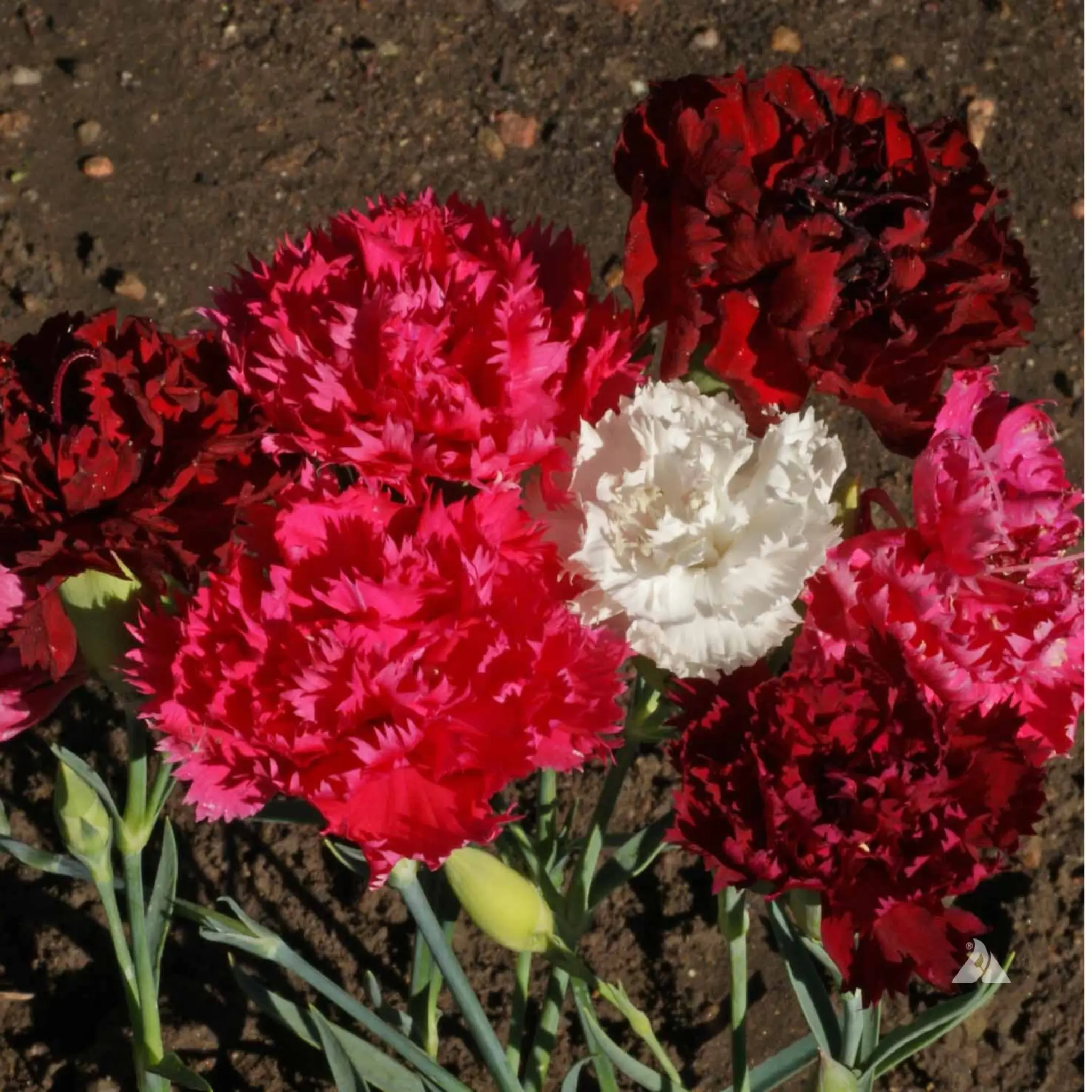 Organic Clove Carnation 'Chabaud Mix Doubles' 25+ Seeds (Dianthus caryophyllus) – Fragrant, Full Double Blooms – Classic Cottage Garden Favorite with Cut-Flower Appeal
