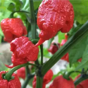 50 Ghost Pepper Seeds Bhut Jolokia Hot Chili for Home Garden Wrinkled Red Pods Compact Plants Suitable for Outdoor & Container Growing