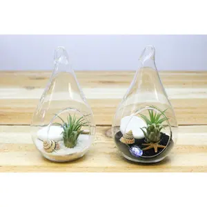 Complete Teardrop Beach Terrarium Kits with White and Black Sand and Sea Life [2 Pack]