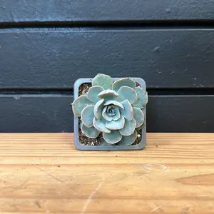 Echeveria lilacina ghost echeveri  Succulent 2 Inch Pot