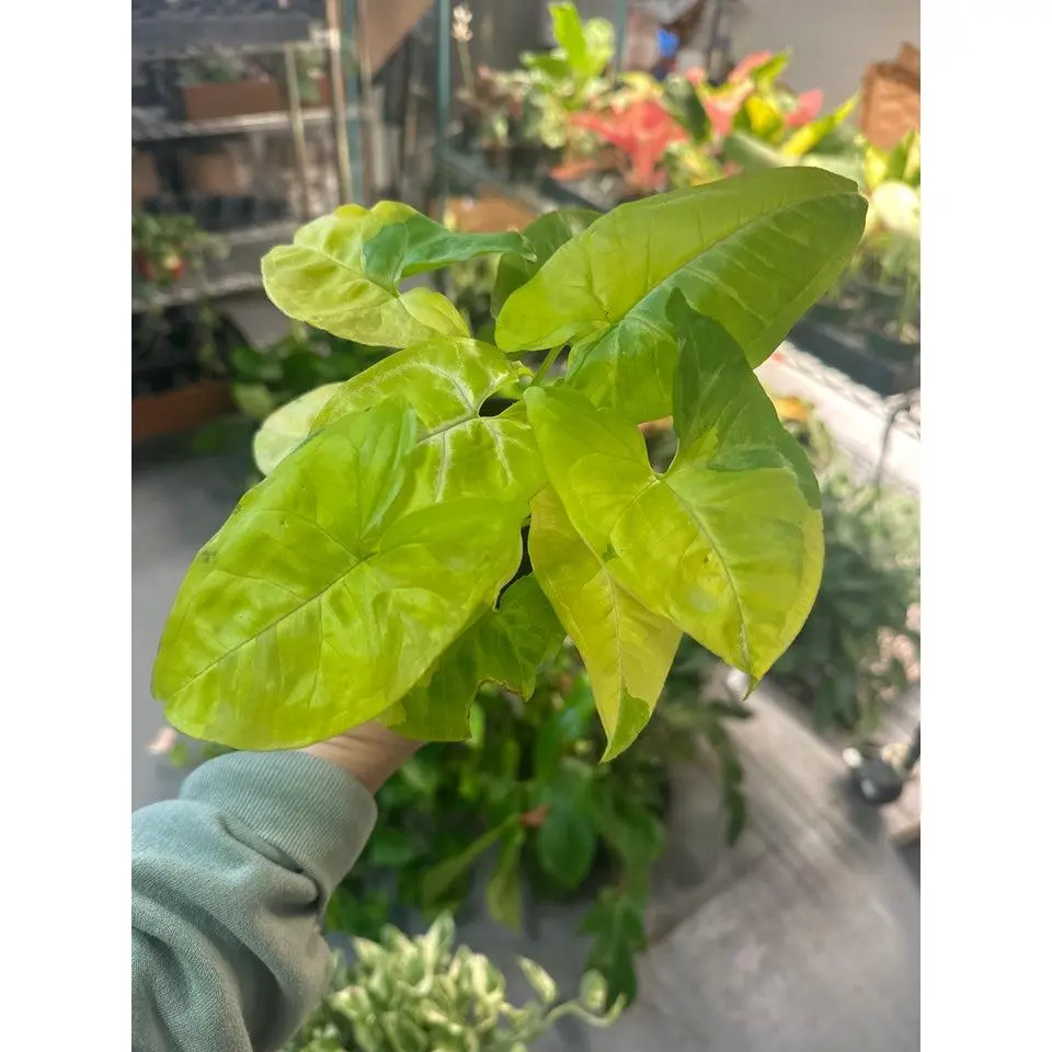 Syngonium lime soda - 4" pot