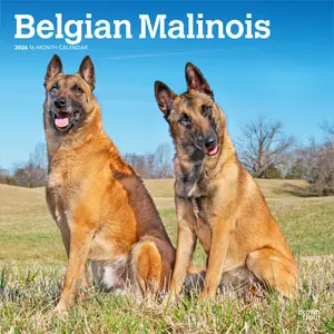 Belgian Malinois | 2026 12 x 24 Inch (Hanging) Monthly Square Wall Calendar | Plastic-Free | BrownTrout | Animals Dog Breeds
