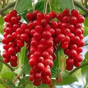 Five-flavor berry , Schizandra Seed , PERENNIAL VINE