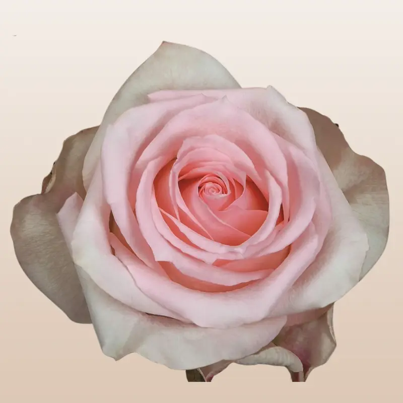 Girlfriend Fresh Roses Pale Pink Large 5.5-6.0cm -12 Days Vase Life - Fresh Farm Shipped
