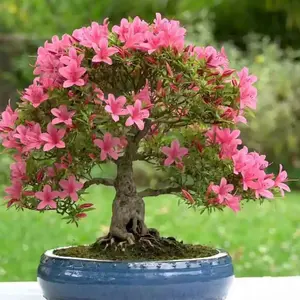 Hampton Beauty Bonsai Azalea - Live Plant - 1 QT - Natural Flowering Plant