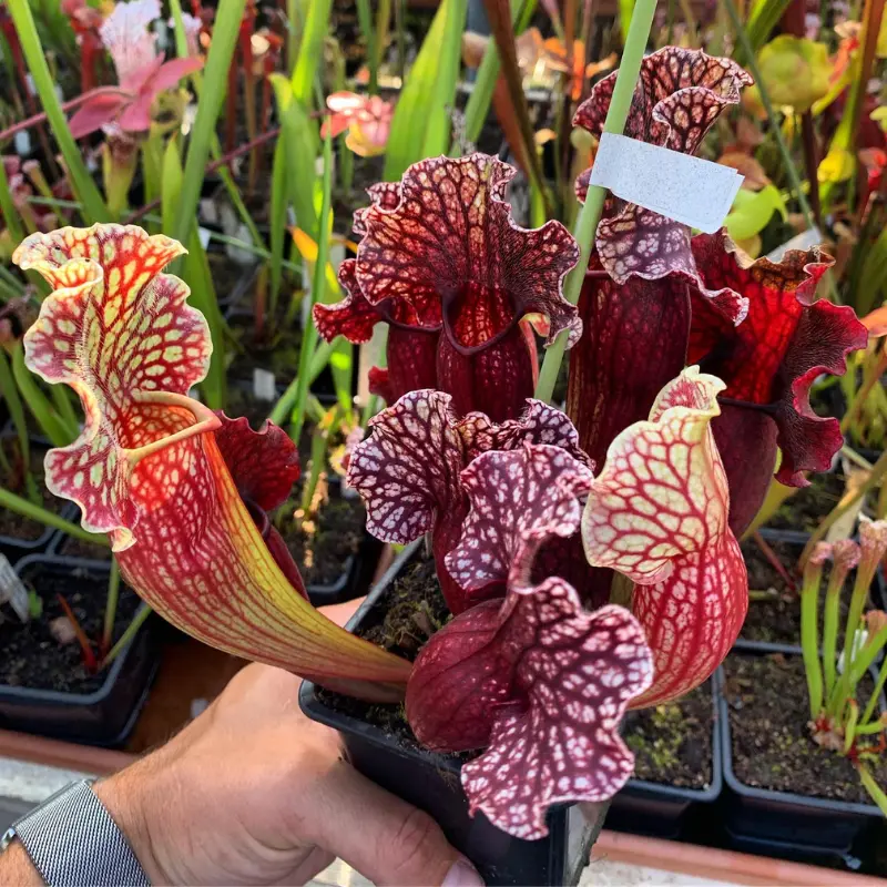 Purple Pitcher Plant | 30 Seeds Purple Pitcher Plant | 30 Seeds