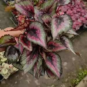 QHT-02 Live Stream Exclusive Link 6 Inch Rex Begonia Plant, Unique Patterned Leaves Indoor Houseplant, Decorative Foliage Plant for Apartment Living, Plant Lovers and Beginners