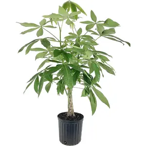 Money Tree Braid - Live Plant in an 10 Inch Growers Pot - Pachira Aquatica - Low Maintenance Pet Friendly Indoor Houseplant
