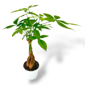 Money Tree, Braided Stem, 4 Inch Pot, Live House Plant