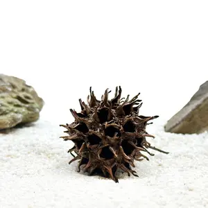 Aquarium Star Seed Pod Decor - Natural Tannins - Fish Tank Betta Fish