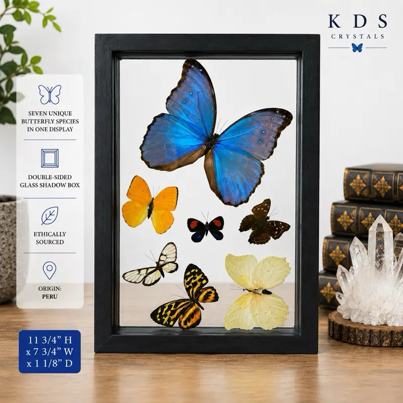 7 Species Real Butterfly Display Shadow Box | Morpho Didius Butterfly Specimen Frame | Double-Sided Glass Insect Wall Decor
