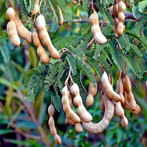10 Tamarind Tree Seeds Tamarindus indica Tropical Fruit Flower Plant, Bonsai