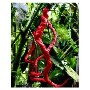 Pepper seeds -Kopay Cabai, From Indonesia