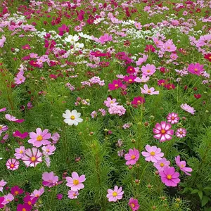 Cosmos Mix Bulk Flower Seeds, 1lb