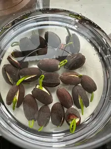 “Easy-to-Grow Lotus Seeds for Home Garden – Beginner-Friendly Aquatic Plant for Ponds, Water Features, and Indoor Containers