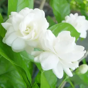 50+ Climbing Jasmine Flower Seeds Fragrant Plant for Planting Garden Home Four Seasons Evergreen Silver Jasmine Garden Balcony Climbing Flower Non-GMO