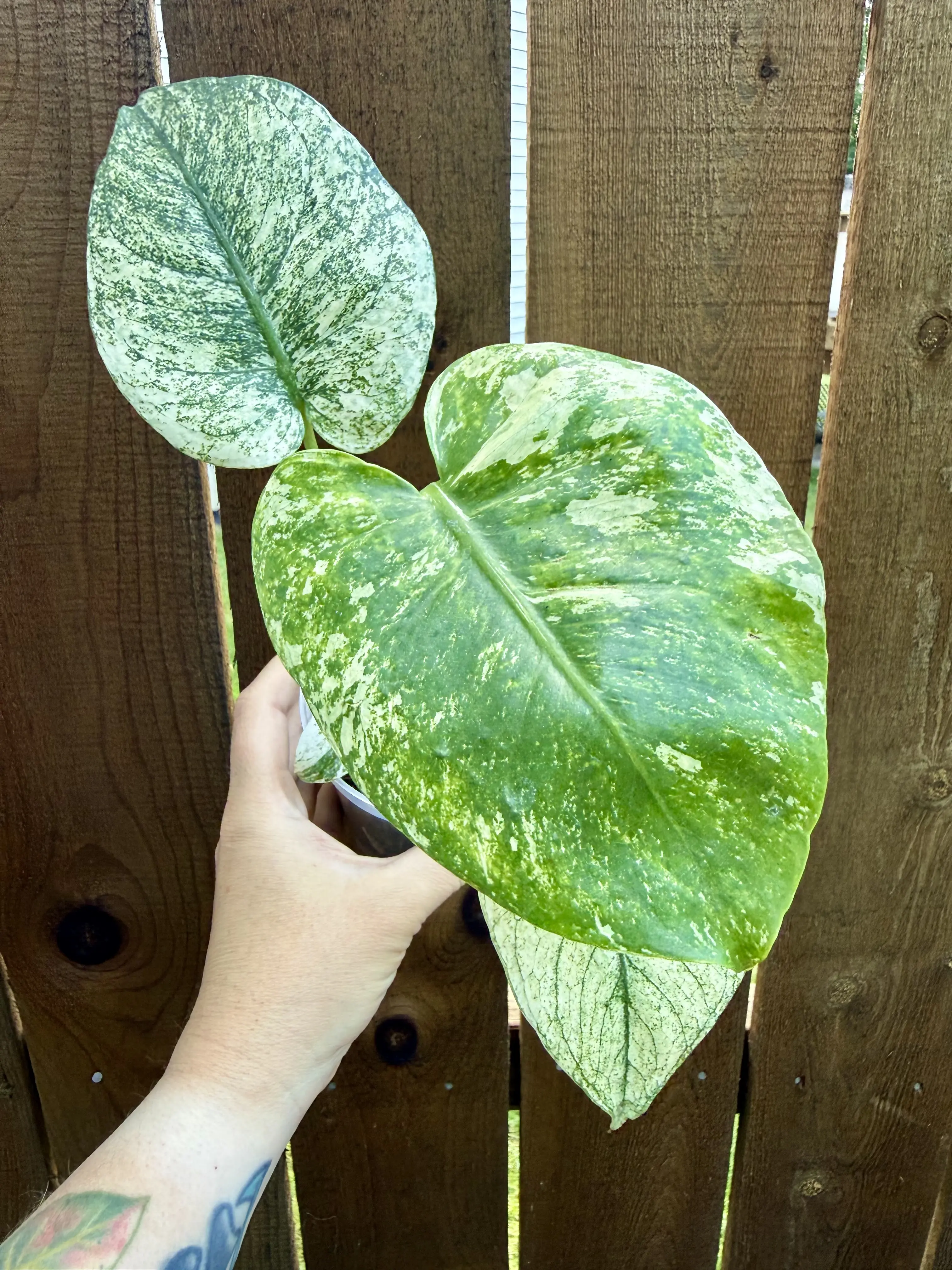 Monstera White Monster