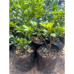 Thousand-Year-Old Rose Tree Fragrant Flowers Beautiful Color Easy To Plant Grow Fast Ready For Only.-