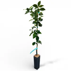 US Citrus Nursery Ponkan Mandarin Tree – Sweet Juicy Easy Peel, Aromatic Asian Heirloom Variety, Live Citrus Plant, Indoor Outdoor Fruit Tree, Texas Grown