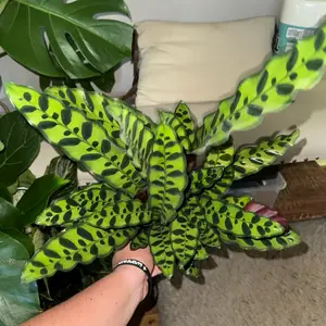 6” rattlesnake plant