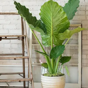 LIVE PLANT 3ft tall Alocasia Calidora - Giant Elephant ear Decor Decorative Fruit Tropical Window
