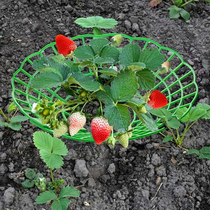 10-Pack Strawberry Planting Rack with 3 Stable Legs, Strawberries Support Stand, Plant Supports Stakes, Potted Fruit Holder, Durable Fruit Tray, Garden Supplies, Plant Holders