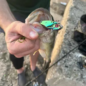 Blade Baits - Colorful Fishing Lures with Hooks