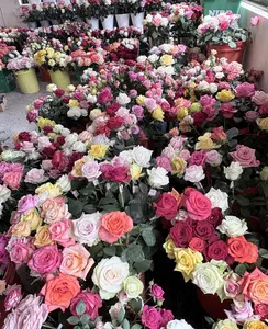 200 Seeds of New Rose Varieties: Fill Your Home with Romantic Vibes, Easily Create a Beautiful Garden