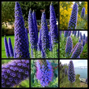 25 Very Rare Gorgeous Pride of Madeira Echium Candicans Seeds USA SHIPPED NON-GMO