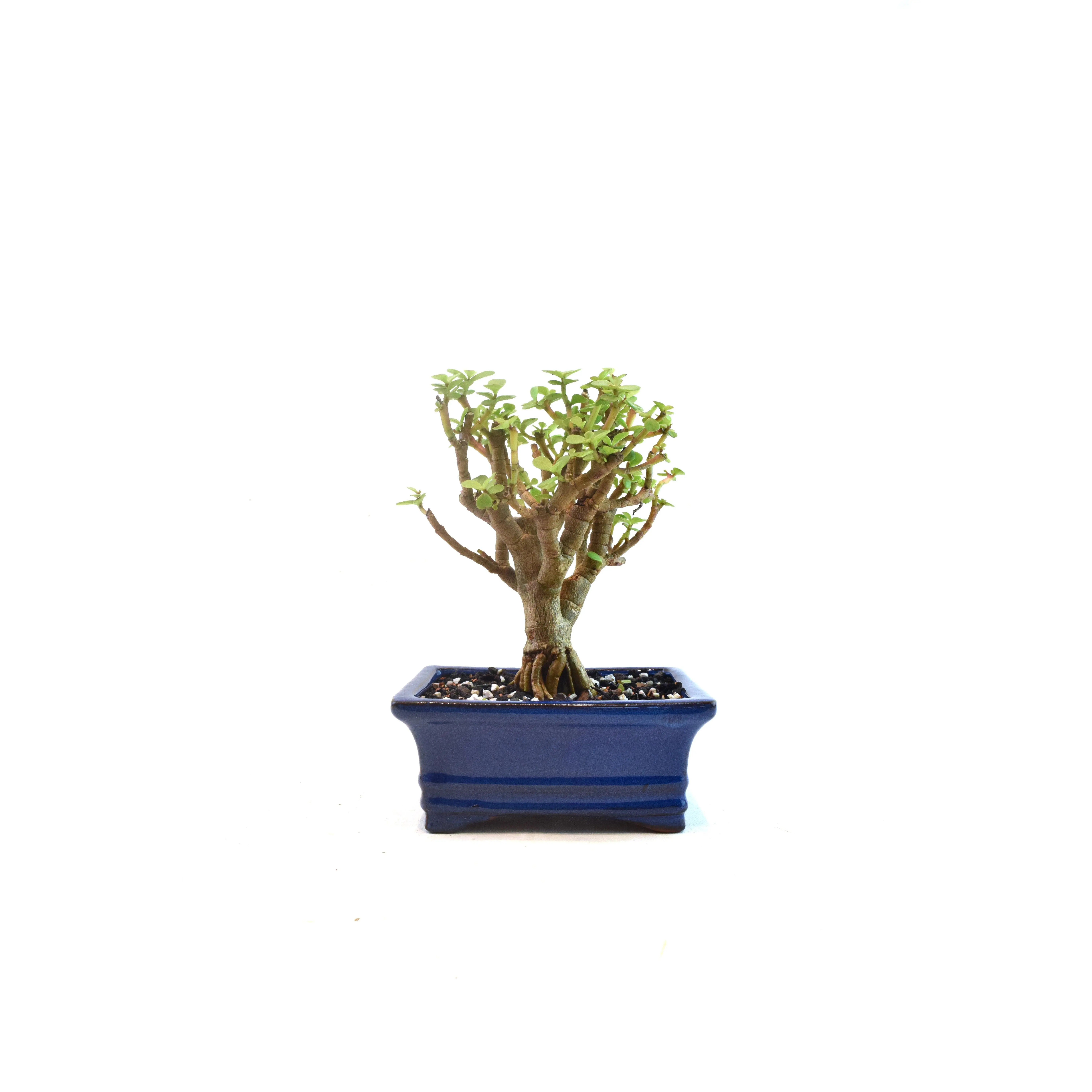 Dwarf Green Jade Dwarf Exposed Root Ceramic 6" Pot - One of a Kind Bonsai
