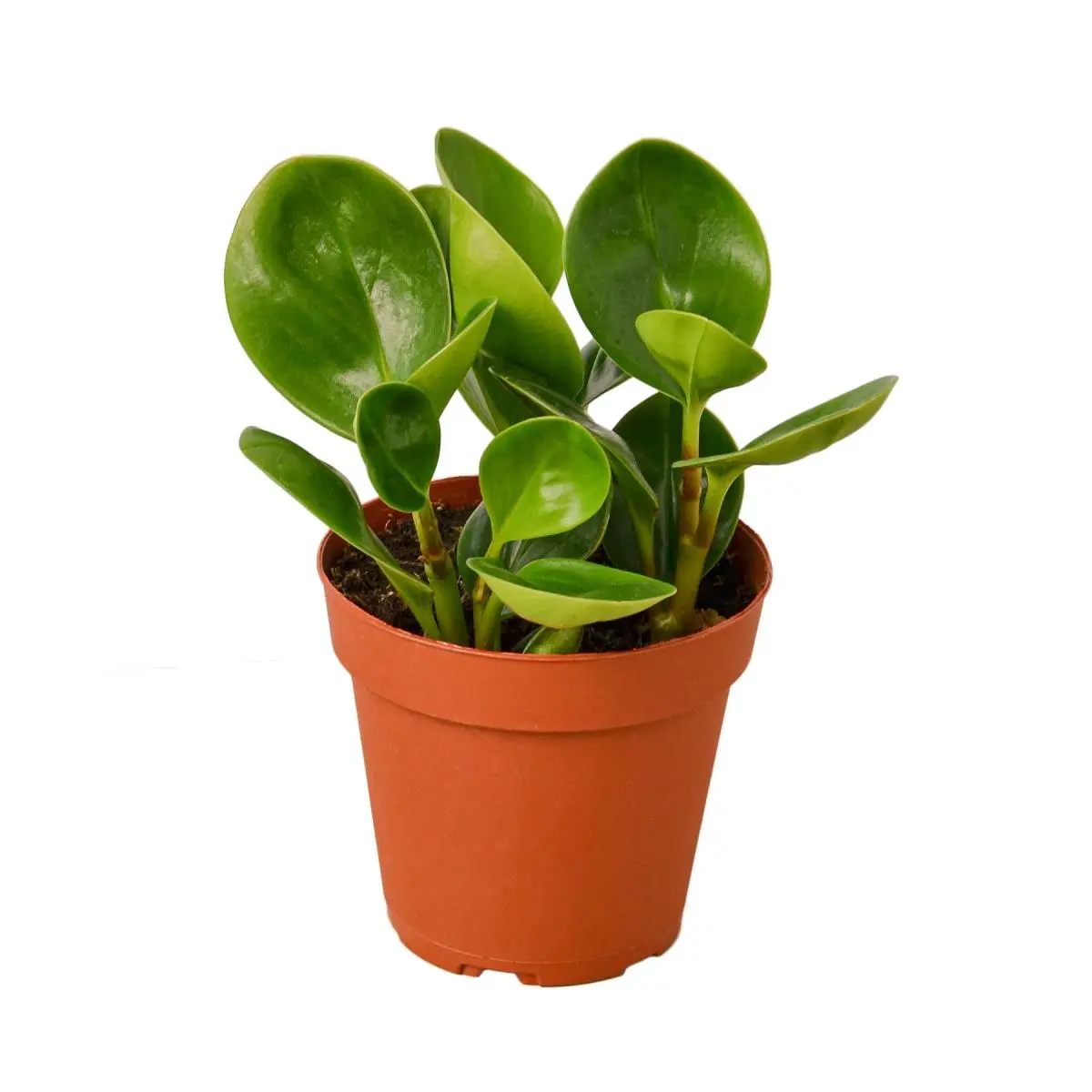 212 MAIN Drought-Tolerant Thailand Peperomia House Plant - 4 in. Pot, Indoor Use, Smooth-Leaf Variety
