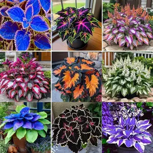 700+ Mixed Color Hosta Seeds – Shade-Tolerant Perennials, Easy to Grow, Low Maintenance, Great for Gardens & Pots