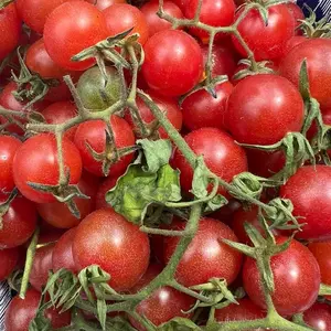Everglades Tomato Seeds
