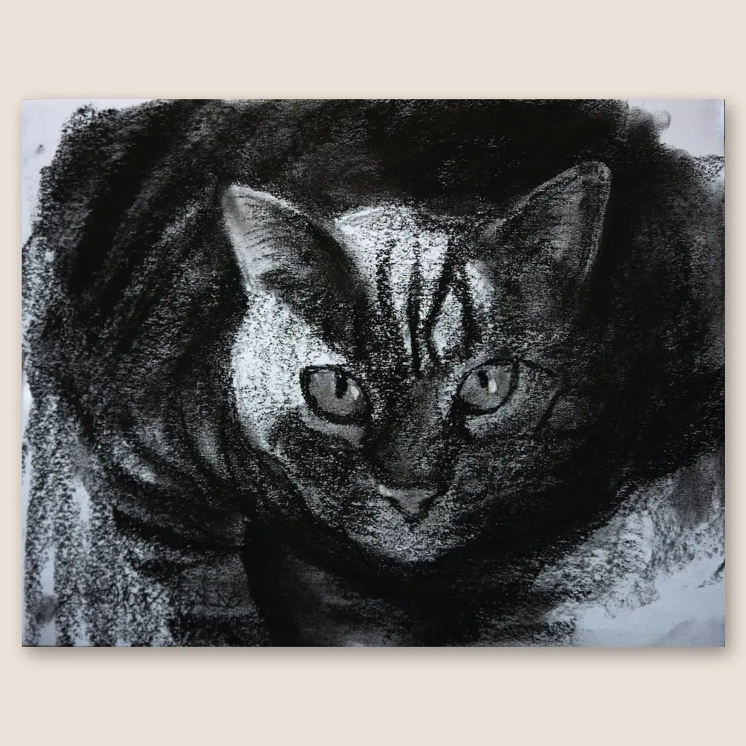 Tabby Cat Kathmandu In A Sunbeam Original Charcoal Drawing on White Paper - 11"x14" Artwork Featuring Detailed Shining Eyes in Realistic Loose Style