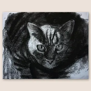 Tabby Cat Kathmandu In A Sunbeam Original Charcoal Drawing on White Paper - 11"x14" Artwork Featuring Detailed Shining Eyes in Realistic Loose Style