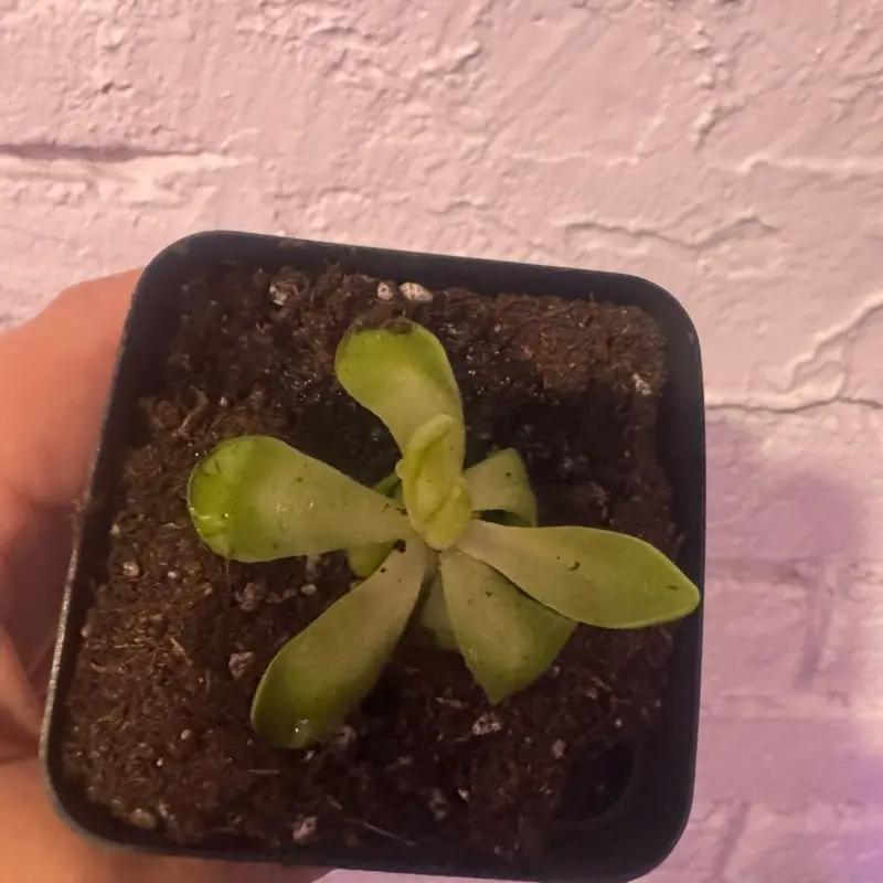 Pinguicula fumiko rosy lavender butterwort carnivore