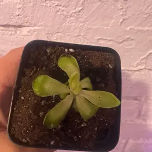 Pinguicula fumiko rosy lavender butterwort carnivore