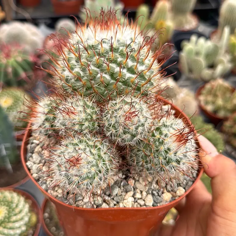 Mammillaria Bombycina 6 inch pot Cactus Plant